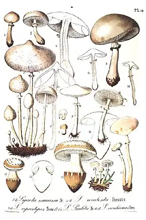 Lepiota species illustrated in Flore mycologique illustrée