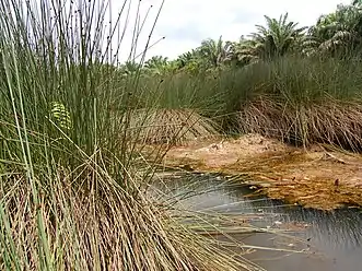 Lepironia articulata at freshwater marsh next to an oil-palm plantation