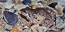 White-lipped Frog (Leptodactylus fragilis) Municipality of Victoria, Tamaulipas, Mexico (12 August 2003).