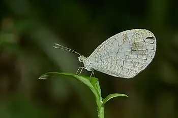 Image 16Leptosia ninaPhotograph credit: Jeevan JoseLeptosia nina, known as the psyche, is a species of butterfly in the family Pieridae (the sulphurs, yellows and whites), found in the Indian subcontinent, southeastern Asia, and Australia. It has a small wingspan of 2.5 to 5 cm (1 to 2 in). The upper side of the otherwise white forewing has a large, somewhat pear-shaped, black spot; this spot is also present on the underside which is scattered with greenish dots and speckles, sometimes arranged in bands. This L. nina butterfly was photographed in Kerala, India.More selected pictures