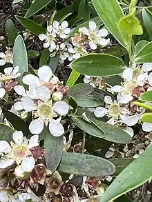 Leptospermum luehmannii.