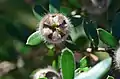 Leptospermum grandifolium Barren Grounds