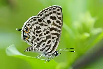 Ventral view