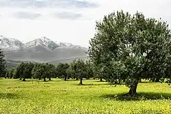 Olive trees growing in Bouïra Province