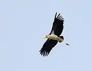 In flight at Nehra, Darbhanga, Bihar