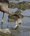 Juvenile Feeding, Jamnagar, India