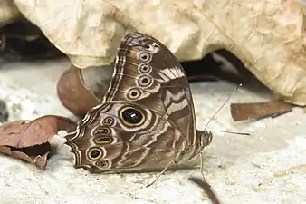 Ventral view