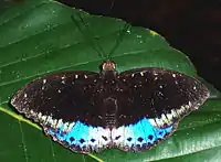 Male - dorsal view