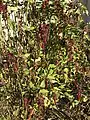 Cultivated plant in leaf and fruit in November, Paxton, Scottish Borders