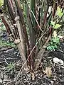 Base of a cultivated plant showing hollow stems of various ages, Paxton, Scottish Borders