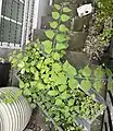 Young plant with dentate-to-finely-lobed foliage, growing as window box weed, in London's Notting Hill Gate