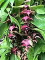 Pendent clusters of ripe fruit subtended by pink bracts, Berrington, Northumberland