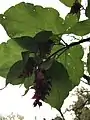 Foliage of fruiting shoot viewed from beneath, back-lit by sunlight to reveal leaf venation