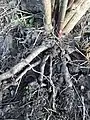 Roots of same specimen, exposed by wind-rock