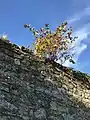 Plant (dwarfed by limited root system) seeded on garden wall in bird droppings and growing as a lithophyte