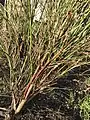 Same specimen defoliated and stripped of fruit by 110 mph winds of Storm Arwen, revealing colourful, bamboo-like stems