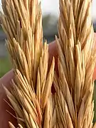 Close-up of the spikelets