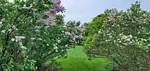 Lilacs at Longenecker Horticultural Gardens