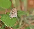 Wet-season brood at Talakona forest, in Chittoor district of Andhra Pradesh, India