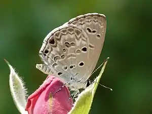 Ventral view (wet-season form)