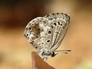 Ventral view (dry-season form)