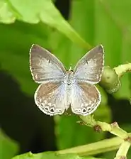 Dorsal view (female)