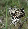 Lime butterflies mating in Narsapur, Medak district, India