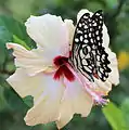 Collecting nectar from chinarose at ABS Academy Campus, Durgapur, West Bengal, India