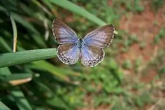 Dorsal view (male)