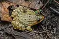 Limnonectes isanensis - Phu Kradueng National Park