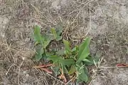 Clump of rosettes