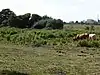 Limpenhoe Meadows