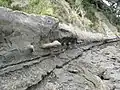 Concretions all line up in the cliff wall.