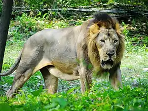 Asiatic lion