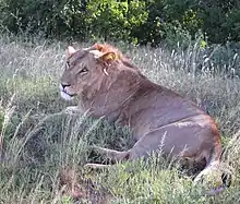 Male East African lion with a scanty mane at Samburu National Reserve, Kenya