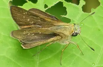 Dorsal view