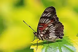 J. s. infracta, dark formKakamega Forest, Kenya