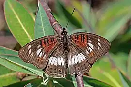 J. s. infracta, male white formHarenna Forest, Ethiopia