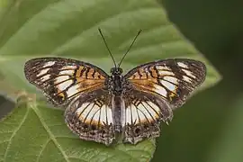 Female J. s. sophia white formGhana