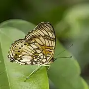 J. s. sophia, white formGhana