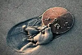 A "sand dollar" in its environment.