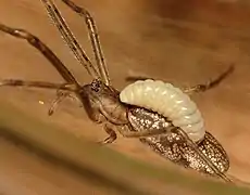 Idiobiont parasitoid wasps immediately paralyse their hosts for their larvae (Pimplinae, pictured) to eat.