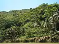 lush vegetation of hills in Loboc, Bohol taken while on a river cruise upstream