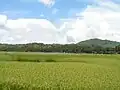 Ricefields in Loboc, Bohol (Oryza sativa)