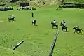 A polo Match at Fairy Meadows