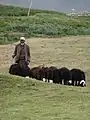 Local in Bamyan area