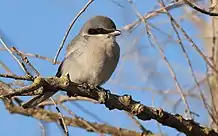 Loggerhead Shrike in Yolo County, California