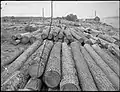 Logs at sawmill at Manitoulin Island [190-?]