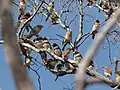 A flock in Queensland in July