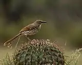 Long-billed thrasher (Toxostoma longirostre), Texas, USA (20 Feb. 2017).